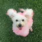 the5irBerry's Avatar'