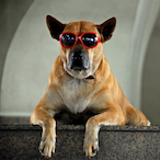 step_dogg's Avatar'