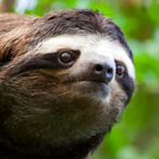 Sloffmate's Avatar'