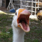 lHonkHonkl's Avatar'