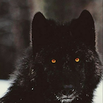 blake637wolf's Avatar'
