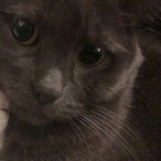 get a bowl's Avatar'