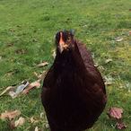 JATman.THICC's Avatar'