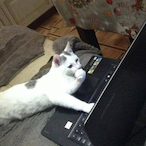 SoysuzPanda's Avatar'