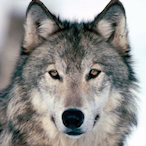 IRON_WOLF_ITA's Avatar'