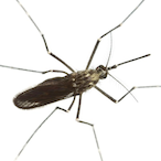 malaria___'s Avatar'
