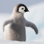 AnArcticPigeon's Avatar