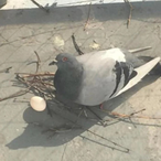 FeraI_Pigeon's Avatar'