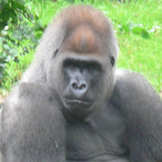 sorry zenx's Avatar'