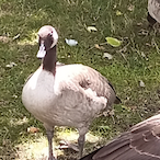 ytRapidAxis7yt's Avatar'