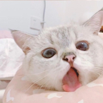 Gatzz_OwO's Avatar'