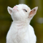 DarkGoatMx's Avatar'