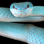 H2OPython's Avatar'