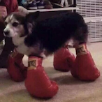 Dogchydios's Avatar'