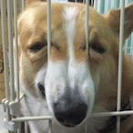 JelatoDingo's Avatar