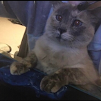 Kettzy's Avatar'
