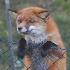 FoxTopic.47th's Avatar'