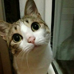 kulipa233's Avatar'