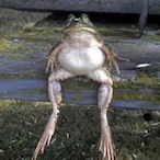 Sir_Phrog's Avatar'
