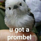 BirdyNuthatch's Avatar'