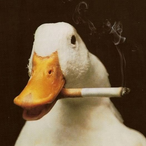Zimt00goOD4U-_-'s Avatar'