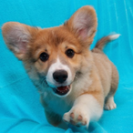 Mopomulkku's Avatar'