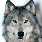 Xavierwildbeast's Avatar'