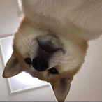 RalphSmalldih's Avatar'