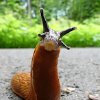 BigSluggus's Avatar'