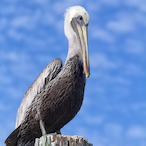 PelicanOnABoard's Avatar'