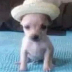 JelliedOstrich6's Avatar'