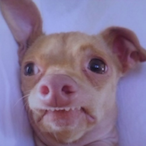 Dog_Strong's Avatar'