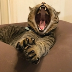harimaucat's Avatar'