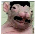 R.A.T.O_'s Avatar'