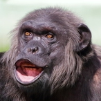 AngryMonkey..'s Avatar'