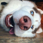 PogoChampo's Avatar'