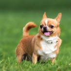 Tinychihuahua's Avatar'
