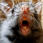 bubonic.ratz's Avatar'