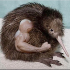 KidneyFailer21's Avatar'