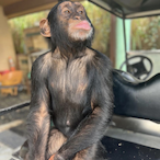 Asinci's Avatar'