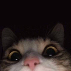 madpenguin79's Avatar'