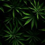 GrizzlyHun1's Avatar'