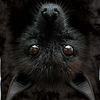 Froont_Bant's Avatar'