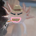 Haxolotl_'s Avatar'