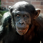 ScimmiaCuringa's Avatar'