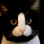 Blackubi46's Avatar'