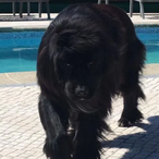 doG_Terra-Nova's Avatar'