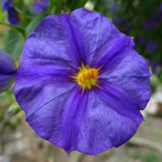 CutTricked's Avatar'