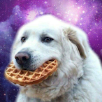 Just_Chicken's Avatar'