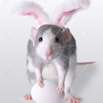 Bunny.Rat's Avatar'